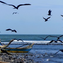 Birds on the beach of Camarones